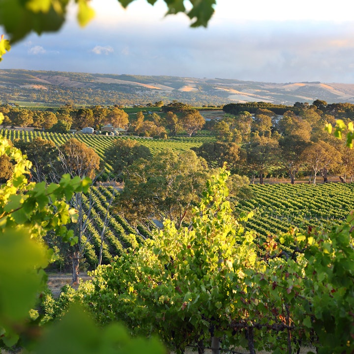 South Australia Snapshots: 10 Days in the Outback, Barossa, and Eyre Peninsula